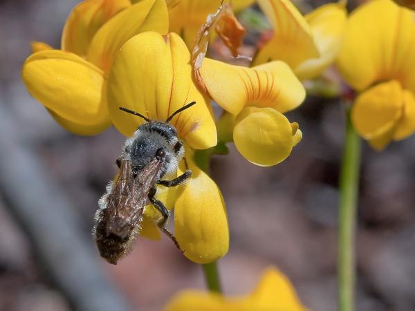 Les abeilles sauvages de Suisse  - Hoplitis ravouxi