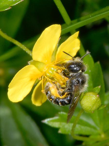 Les abeilles sauvages de Suisse  - Hoplitis robusta