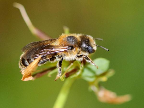 Les abeilles sauvages de Suisse  - Hoplitis tridentata