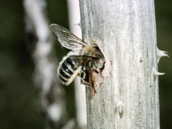 Les abeilles sauvages de Suisse  - Hoplitis tridentata