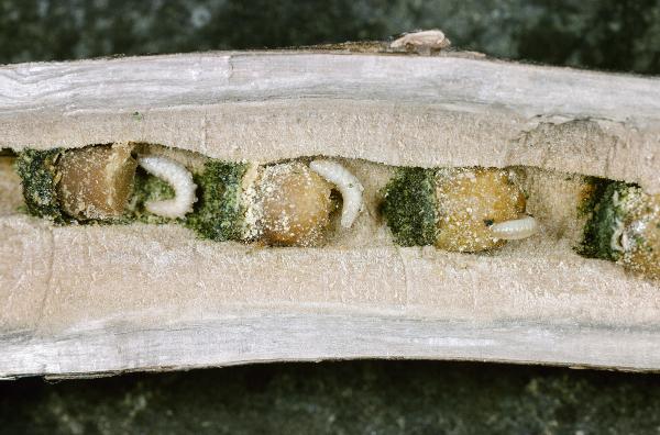 Les abeilles sauvages de Suisse  - Hoplitis tridentata