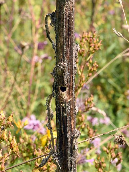 Les abeilles sauvages de Suisse  - Hoplitis tridentata