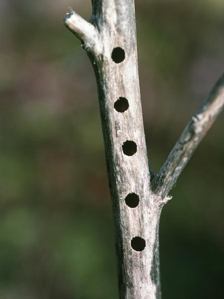 Les abeilles sauvages de Suisse  - Hoplitis tridentata