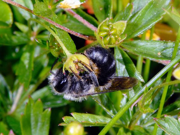 Les abeilles sauvages de Suisse  - Hoplitis tuberculata