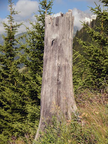 Les abeilles sauvages de Suisse  - Hoplitis tuberculata