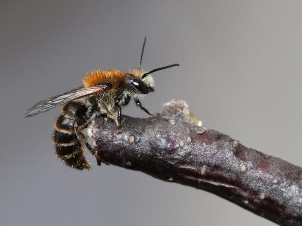 Les abeilles sauvages de Suisse  - Hoplitis tuberculata