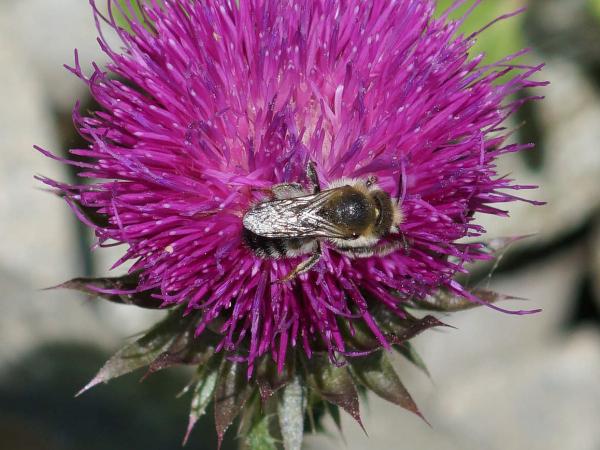 Les abeilles sauvages de Suisse  - Hoplitis villosa