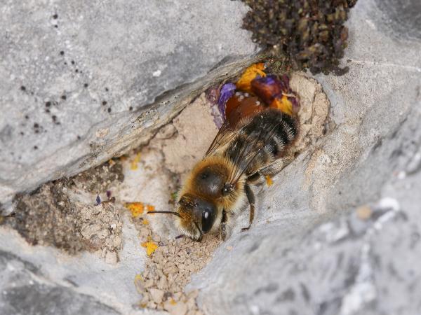 Les abeilles sauvages de Suisse  - Hoplitis villosa