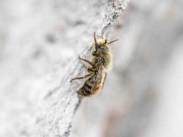 Les abeilles sauvages de Suisse  - Hoplitis villosa