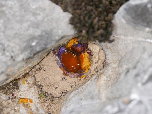 Les abeilles sauvages de Suisse  - Hoplitis villosa