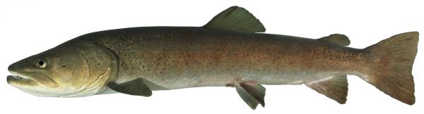 Fischen der Schweiz Huchen oder Donaulachs  - Hucho hucho