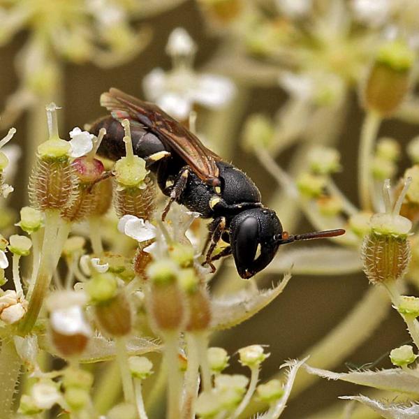 Wildbienen der Schweiz  - Hylaeus brevicornis