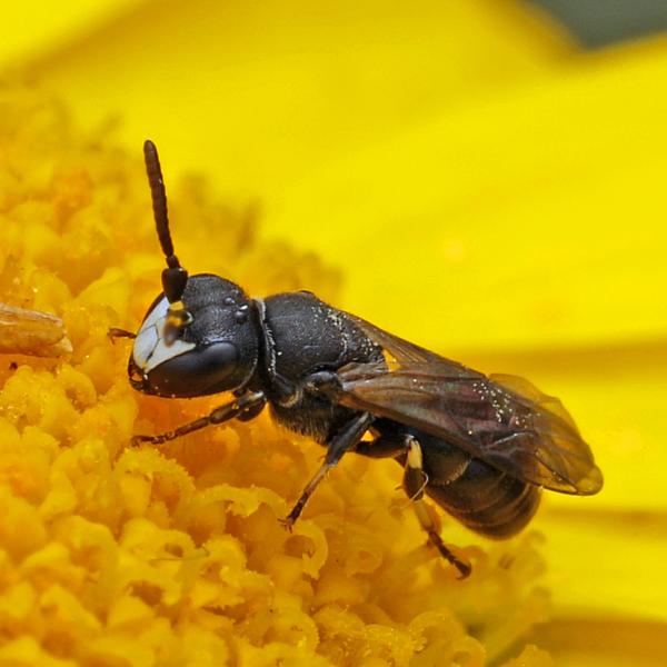 Wildbienen der Schweiz  - Hylaeus brevicornis