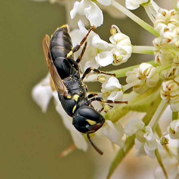 Wildbienen der Schweiz  - Hylaeus clypearis