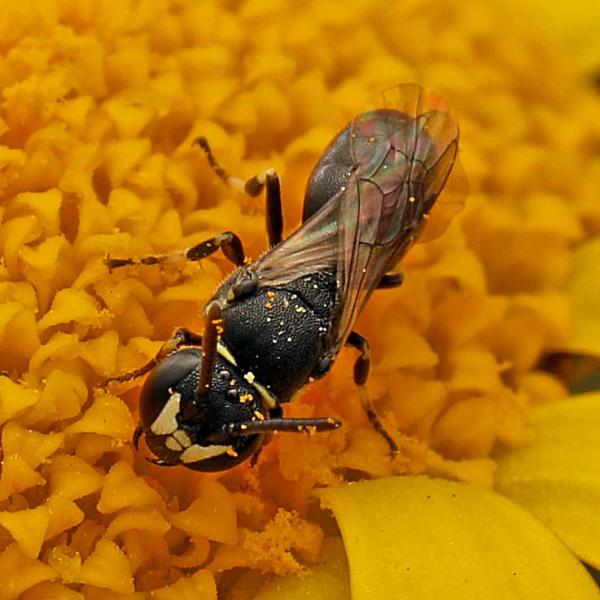 Wildbienen der Schweiz  - Hylaeus clypearis