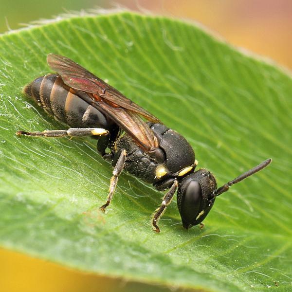 Wildbienen der Schweiz  - Hylaeus confusus