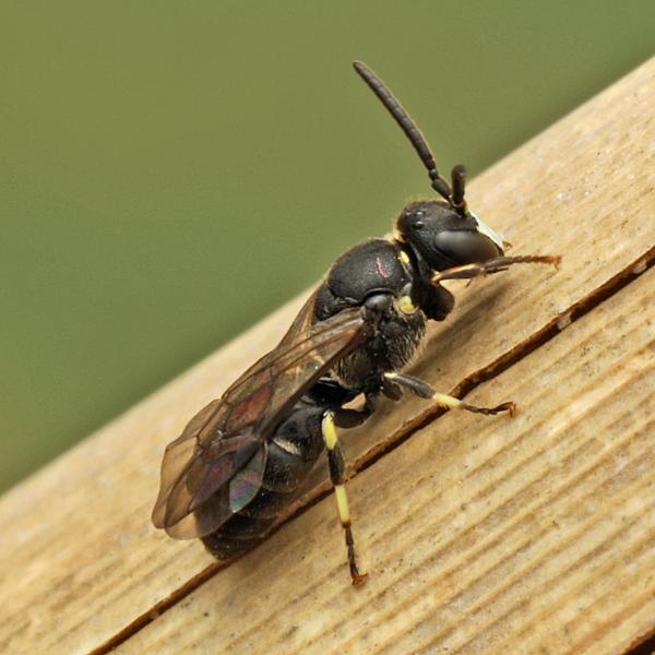 Wildbienen der Schweiz  - Hylaeus confusus