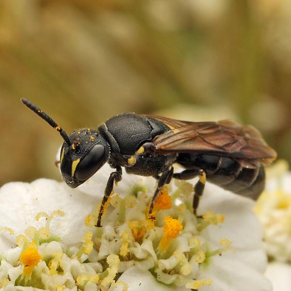 Wildbienen der Schweiz  - Hylaeus difformis