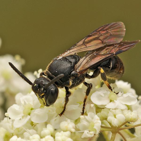 Wildbienen der Schweiz  - Hylaeus difformis