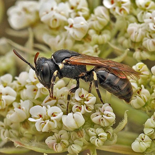 Wildbienen der Schweiz  - Hylaeus dilatatus