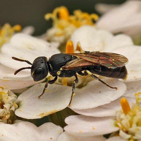 Wildbienen der Schweiz  - Hylaeus gredleri