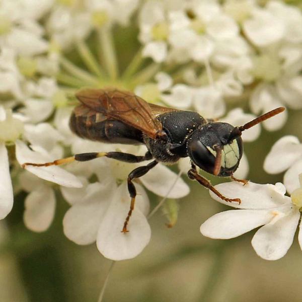 Wildbienen der Schweiz  - Hylaeus gredleri
