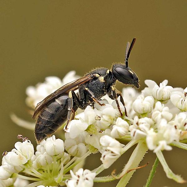 Wildbienen der Schweiz  - Hylaeus hyalinatus