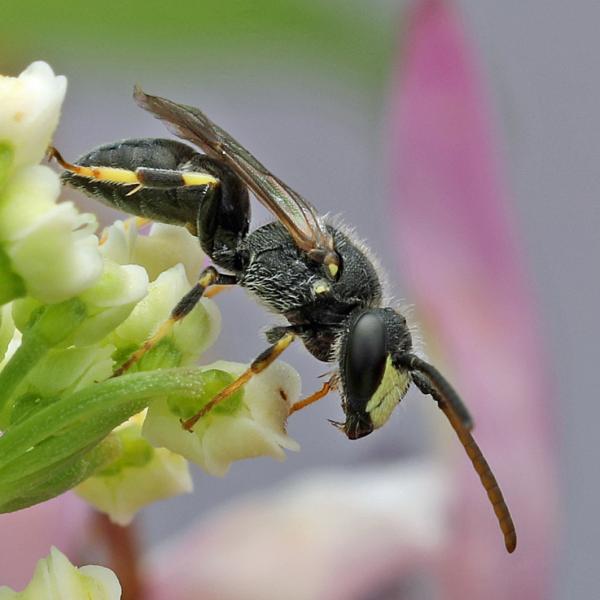 Wildbienen der Schweiz  - Hylaeus hyalinatus
