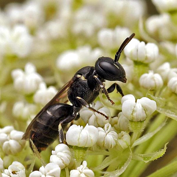 Wildbienen der Schweiz  - Hylaeus kahri