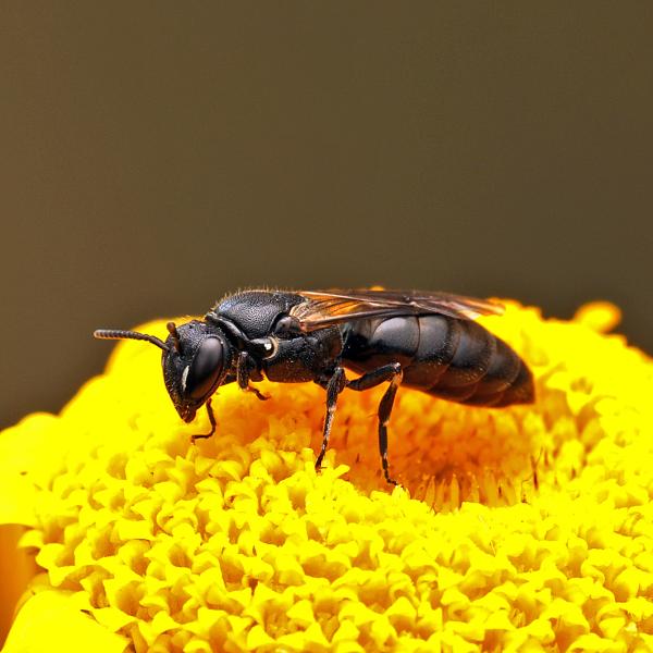Wildbienen der Schweiz  - Hylaeus nigritus
