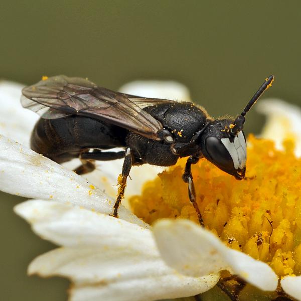 Wildbienen der Schweiz  - Hylaeus nigritus
