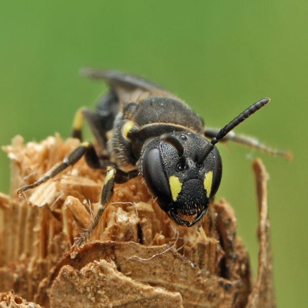 Wildbienen der Schweiz  - Hylaeus pectoralis