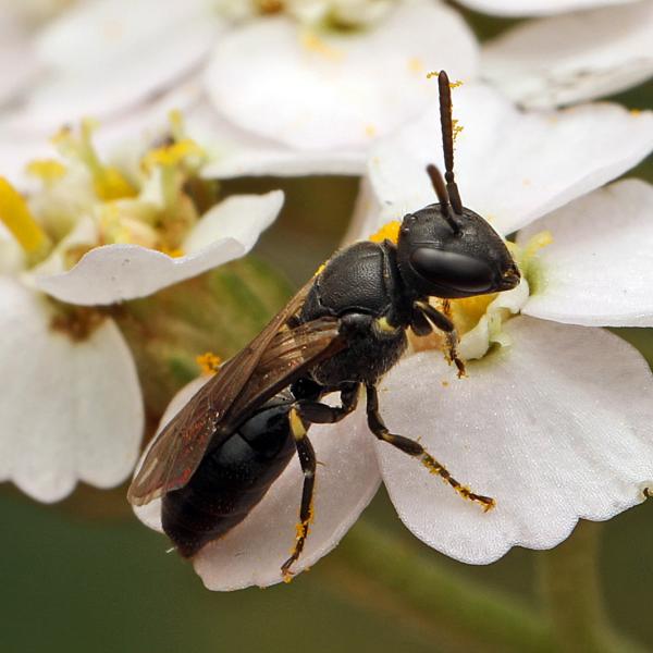 Wildbienen der Schweiz  - Hylaeus pfankuchi