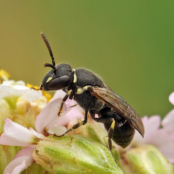 Wildbienen der Schweiz  - Hylaeus punctatus