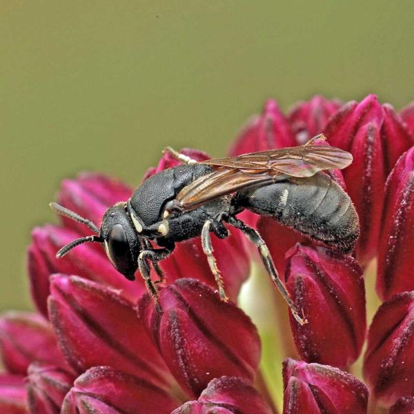 Wildbienen der Schweiz  - Hylaeus punctulatissimus