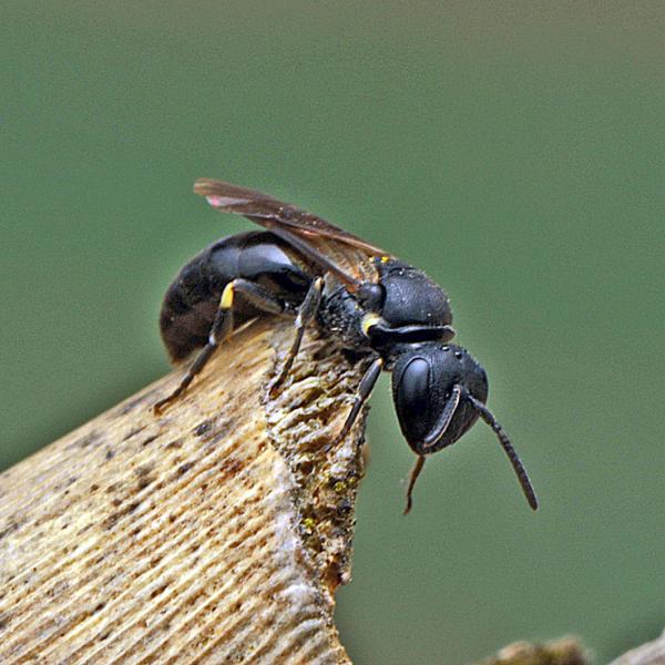 Wildbienen der Schweiz  - Hylaeus rinki