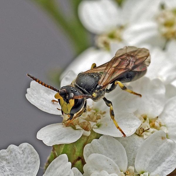 Wildbienen der Schweiz  - Hylaeus rinki