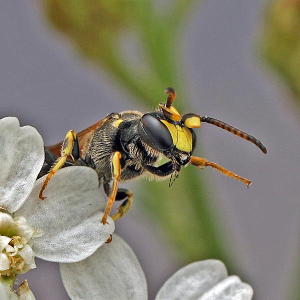 Wildbienen der Schweiz  - Hylaeus rinki