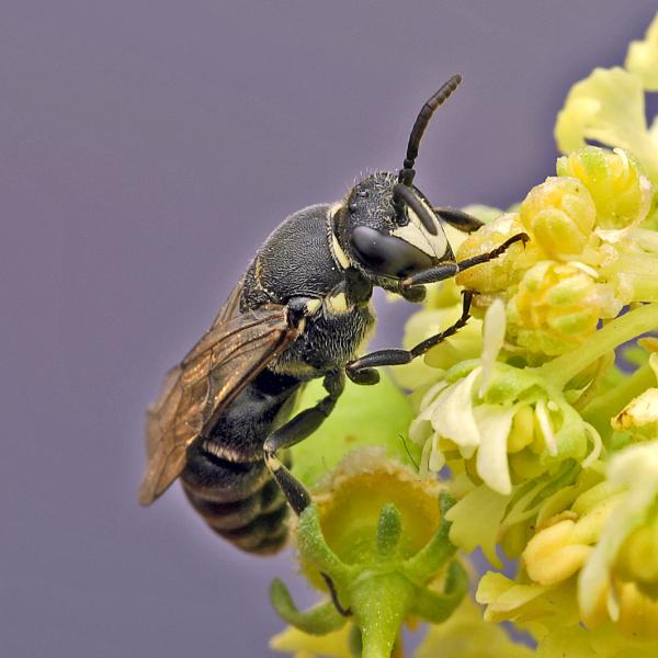 Wildbienen der Schweiz  - Hylaeus signatus