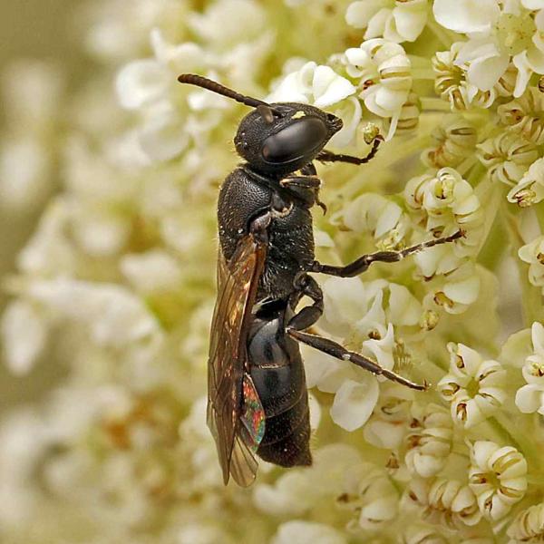 Wildbienen der Schweiz  - Hylaeus sinuatus