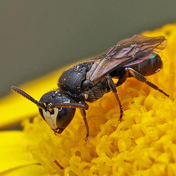 Wildbienen der Schweiz  - Hylaeus sinuatus