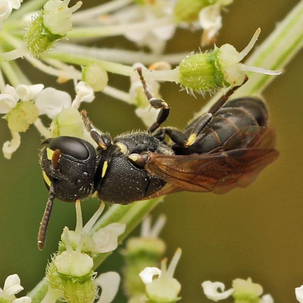 Wildbienen der Schweiz  - Hylaeus styriacus