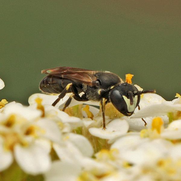 Wildbienen der Schweiz  - Hylaeus styriacus