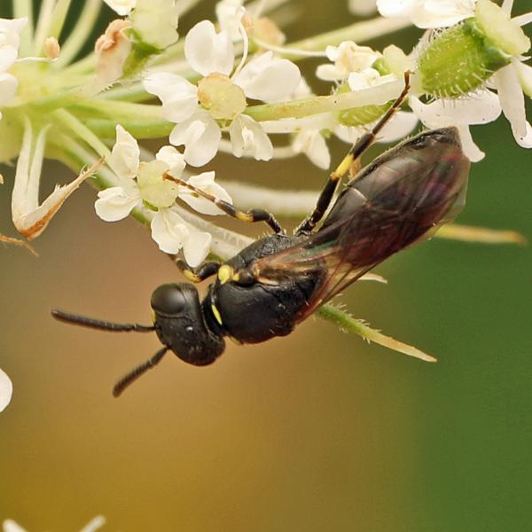 Wildbienen der Schweiz  - Hylaeus taeniolatus