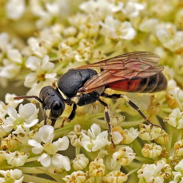 Wildbienen der Schweiz  - Hylaeus variegatus