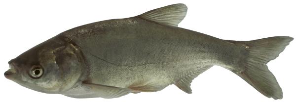 Les espèces néozones de Suisse Amour argenté  - Hypophthalmichthys molitrix 