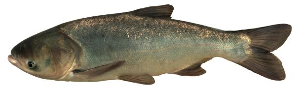  Carpe marbrée  - Hypophthalmichthys nobilis 