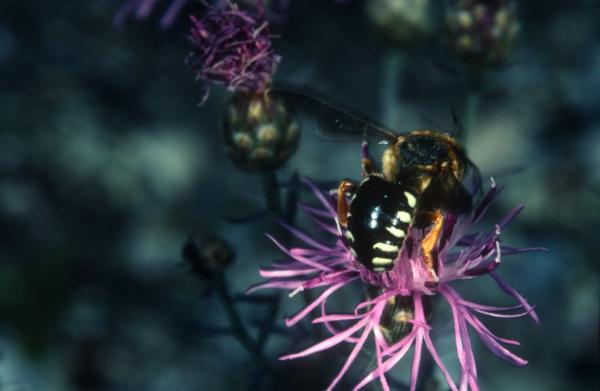 Wildbienen der Schweiz  - Icteranthidium laterale