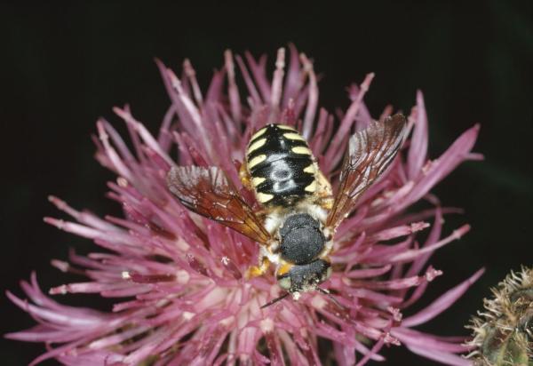 Wildbienen der Schweiz  - Icteranthidium laterale