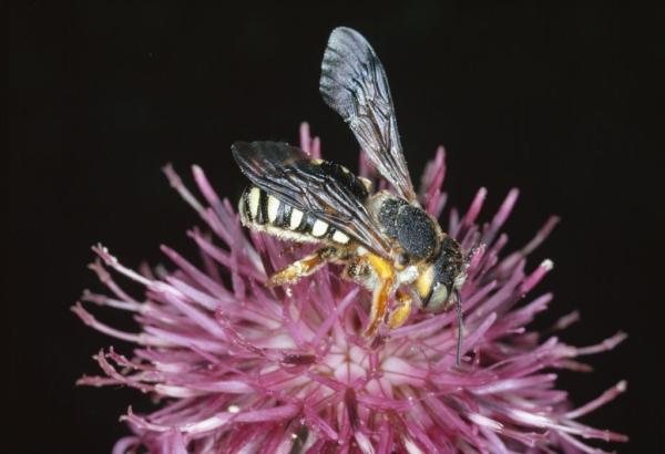 Wildbienen der Schweiz  - Icteranthidium laterale
